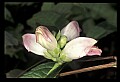 01001-00452-White Flowers.jpg