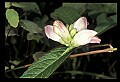 01001-00453-White Flowers.jpg