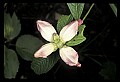 01001-00455-White Flowers.jpg