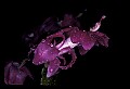 01025-00001-Pink Flowers-Christmas Cactus.jpg