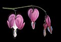 01025-00001-Pink Flowers-Domestic Bleeding hearts.jpg