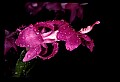 01025-00003-Pink Flowers-Christmas Cactus.jpg
