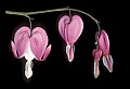 01025-00008-Pink Flowers-Domestic Bleeding Heart.jpg