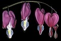 01025-00013-Pink Flowers-Domestic Bleeding Heart.jpg