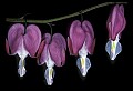 01025-00015-Pink Flowers-Domestic Bleeding Heart.jpg