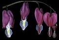 01025-00016-Pink Flowers-Domestic Bleeding Heart.jpg