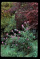 01025-00019-Pink Flowers-Spider-flower.jpg