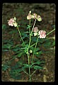 01025-00025-Pink Flowers-Garden Columbine.jpg