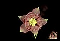 01025-00026-Pink Flowers-Garden Columbine.jpg