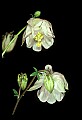 01025-00027-Pink Flowers-Garden Columbine.jpg