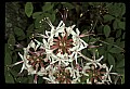 01025-00028-Pink Flowers-Smooth Azalea.jpg