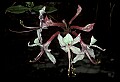01025-00029-Pink Flowers-Smooth Azalea.jpg