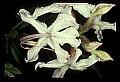 01025-00030-Pink Flowers-Smooth Azalea.jpg