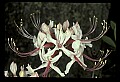 01025-00031-Pink Flowers-Smooth Azalea.jpg