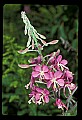 01025-00032-Pink Flowers-Fireweed.jpg