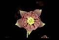 01025-00033-Pink Flowers-Garden Columbine.jpg
