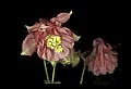 01025-00034-Pink Flowers-Garden Columbine.jpg
