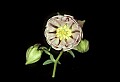 01025-00035-Pink Flowers-Garden Columbine.jpg