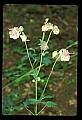01025-00040-Pink Flowers-Garden Columbine.jpg