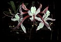 01025-00044-Pink Flowers-Smooth Azalea.jpg