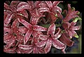 01025-00045-Pink Flowers-Pink Hyacynth.jpg