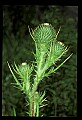 01025-00046-Pink Flowers-Thistle.jpg