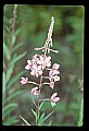 01025-00059-Pink Flowers-Fireweed.jpg