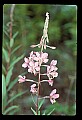 01025-00060-Pink Flowers-Fireweed.jpg