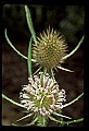 01025-00061-Pink Flowers-Teasel.jpg