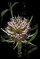 01025-00062-Pink Flowers-Teasel.jpg