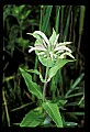01025-00065-Pink Flowers-Wild Bergamont.jpg