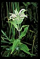 01025-00066-Pink Flowers-Wild Bergamont.jpg