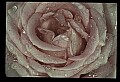 01025-00067-Pink Flowers-Pink Rose.jpg