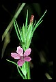 01025-00069-Pink Flowers-Deptford Pink.jpg