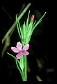 01025-00070-Pink Flowers-Deptford Pink.jpg