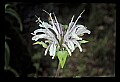 01025-00071-Pink Flowers-Wild Bergamont.jpg