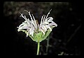 01025-00072-Pink Flowers-Wild Bergamont.jpg
