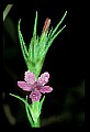 01025-00074-Pink Flowers-Deptford Pink.jpg