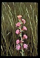 01025-00075-Pink Flowers-Rough Blasing Star.jpg