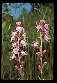 01025-00077-Pink Flowers-Rough Blasing Star.jpg