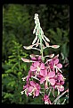 01025-00084-Pink Flowers-Firepink.jpg