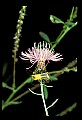 01025-00085-Pink Flowers-Brown Knapweed.jpg