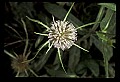 01025-00086-Pink Flowers-Teasel.jpg