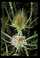 01025-00087-Pink Flowers-Teasel.jpg