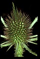 01025-00088-Pink Flowers-Teasel.jpg