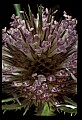 01025-00089-Pink Flowers-Teasel.jpg