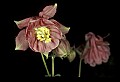 01025-00097-Pink Flowers-Garden Columbine.jpg