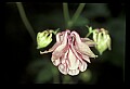 01025-00099-Pink Flowers-Garden Columbine.jpg