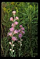 01025-00100-Pink Flowers-Rough Blasing Star.jpg