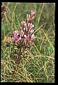01025-00111-Pink Flowers-Bottle Gentian.jpg